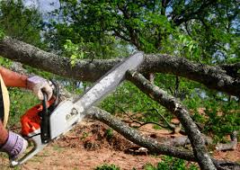 Best Tree Planting Services  in Cleveland, TX