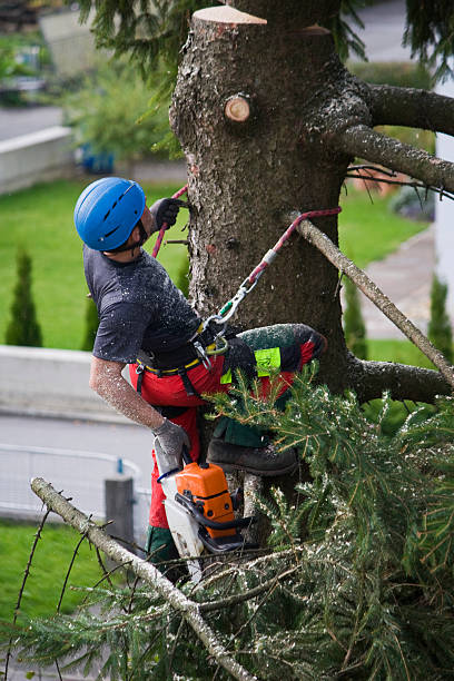 Best Lawn Watering Services  in Cleveland, TX