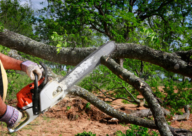 Landscape Design and Installation in Cleveland, TX